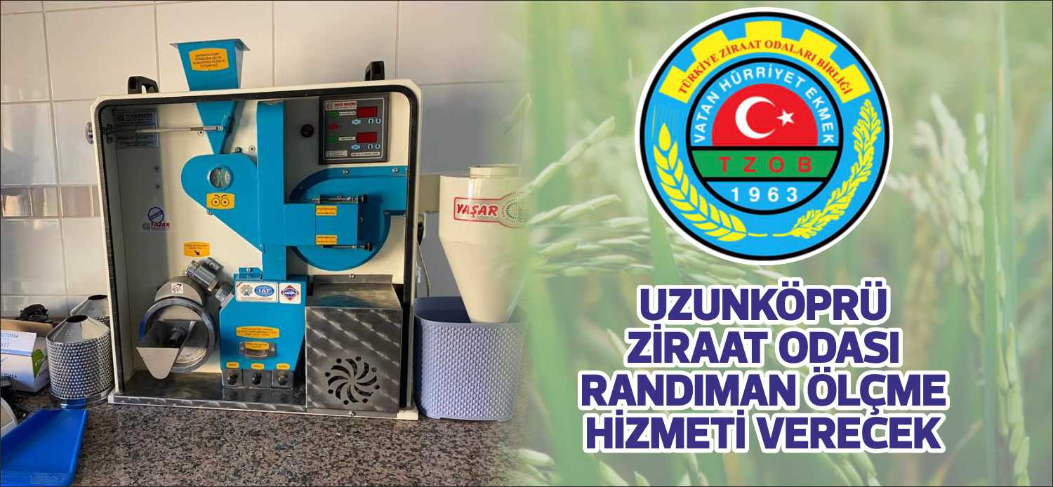 Çeltik hasadının tam gaz